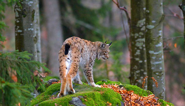 Lynx