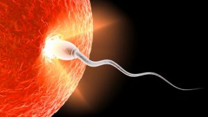 ovule-spermatozoide