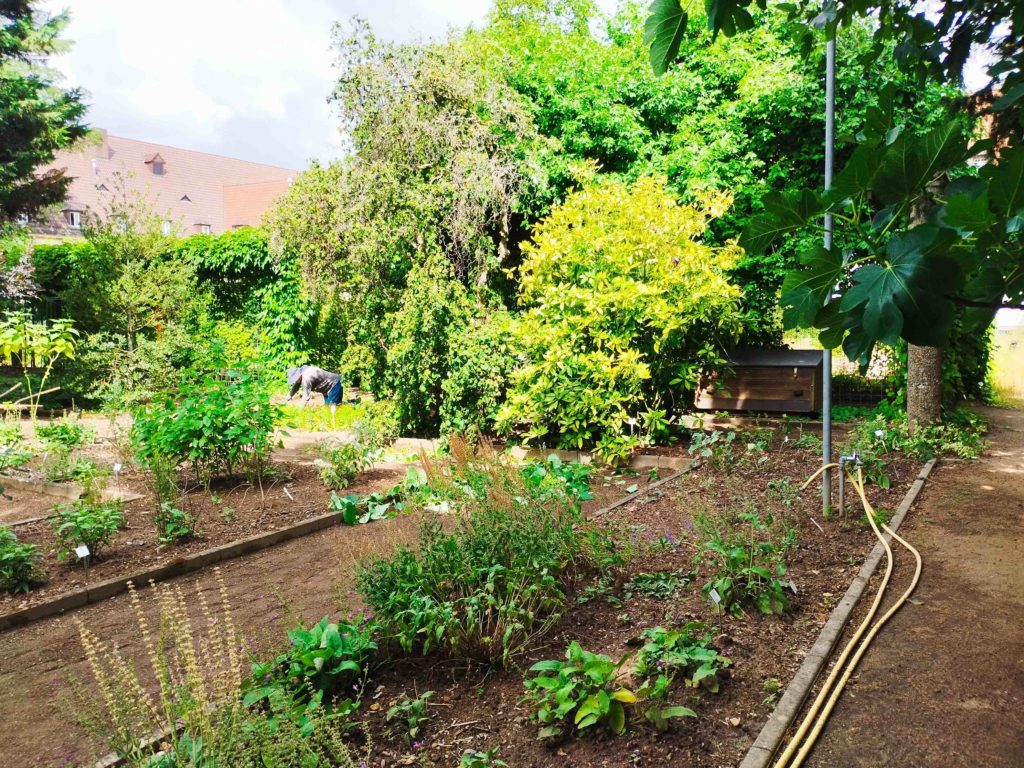 Jungle in the middle of Mainz Sparse Magazine Bourgogne
